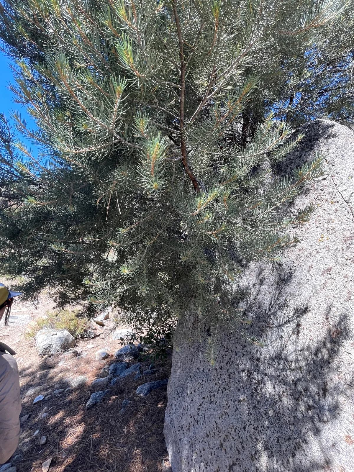 Singleleaf Pinyon Pine (Pinus monophylla)