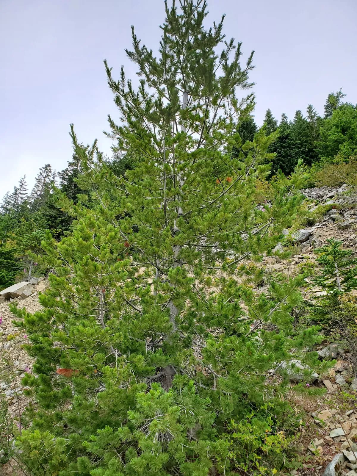 California mountain pine (Pinus monticola)