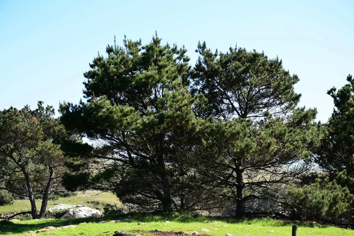 Bishop pine (Pinus muricata)
