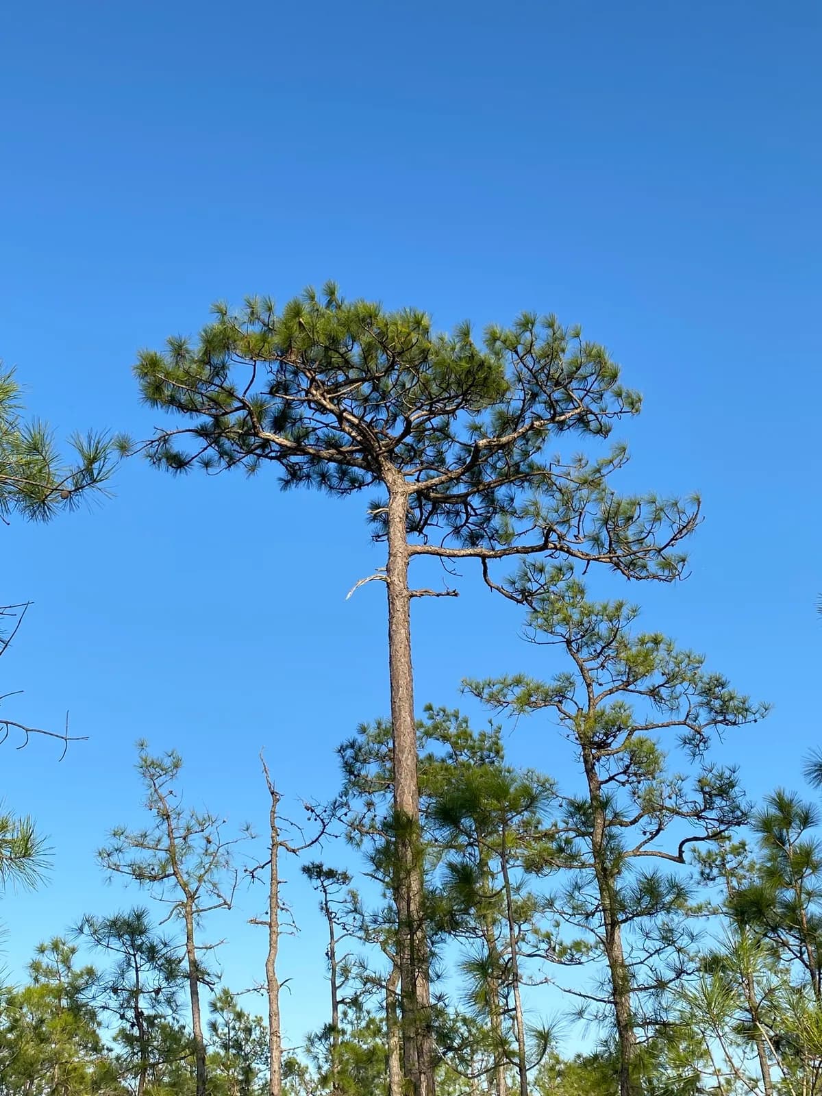 Longleaf Pine (Pinus palustris)