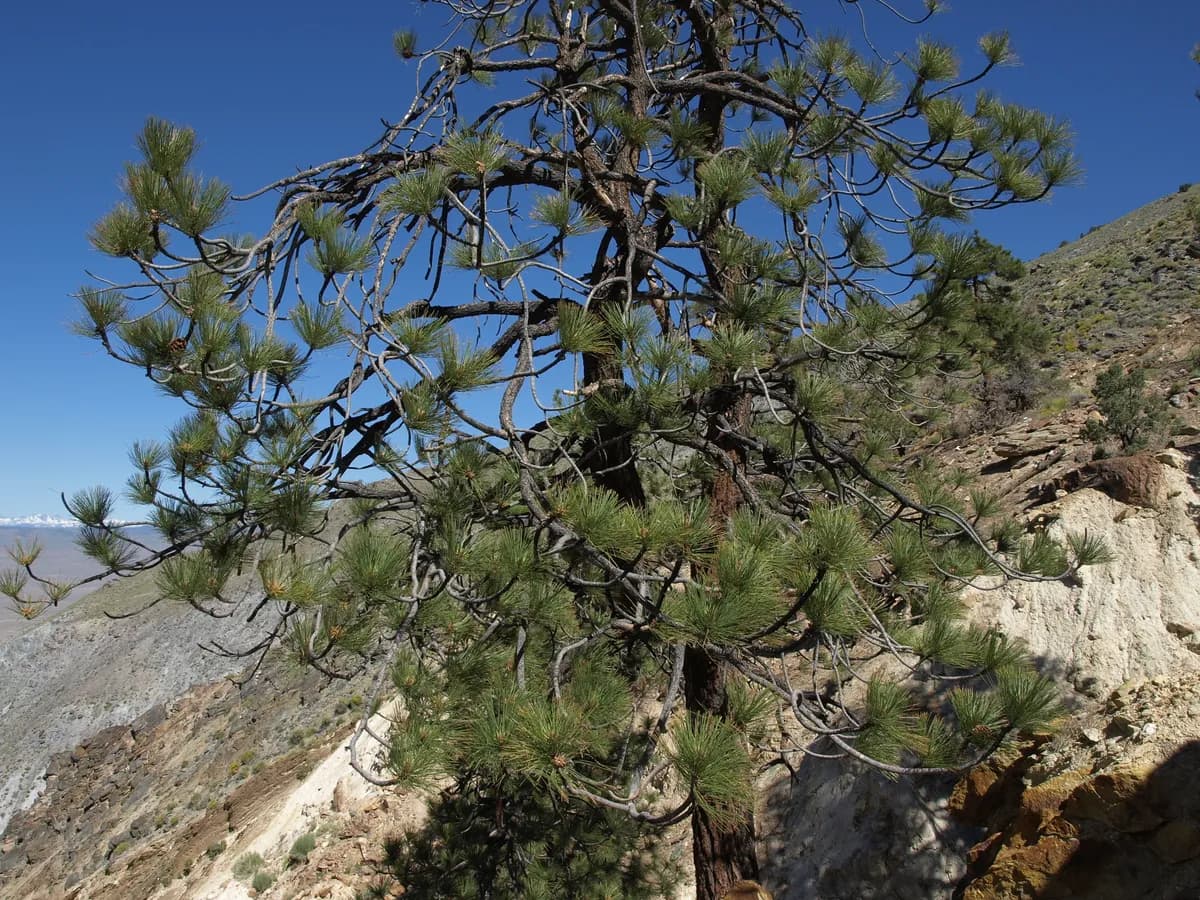 Ponderosa Pine (Pinus ponderosa)