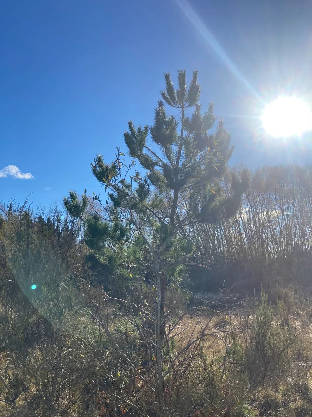 Insignis pine (Pinus radiata)