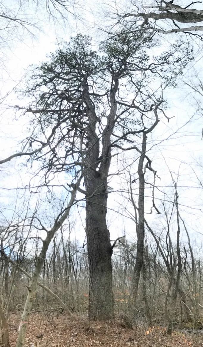 Northern Pitch Pine (Pinus rigida)