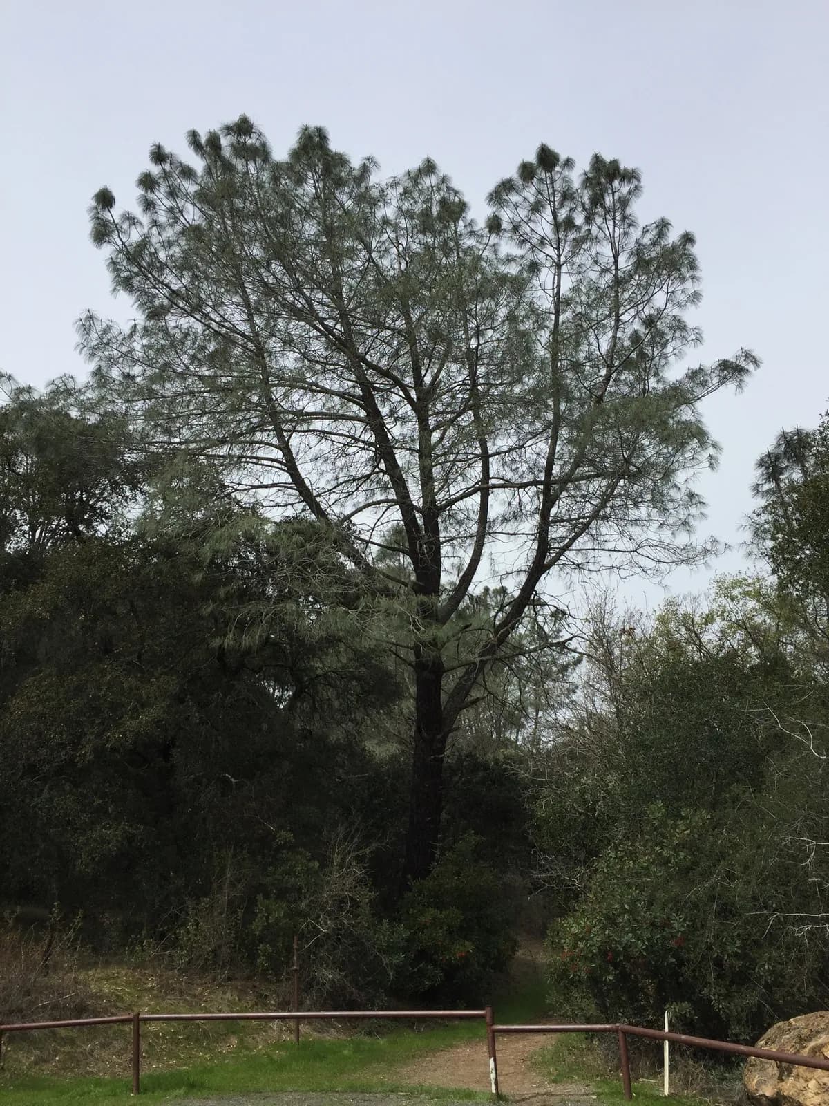 Gray Pine (Pinus sabiniana)