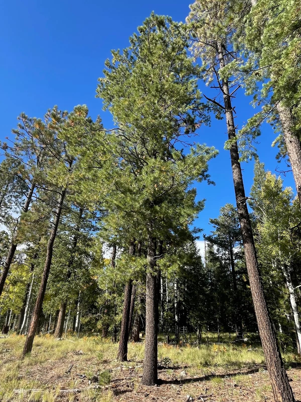 Southwestern White Pine (Pinus strobiformis)