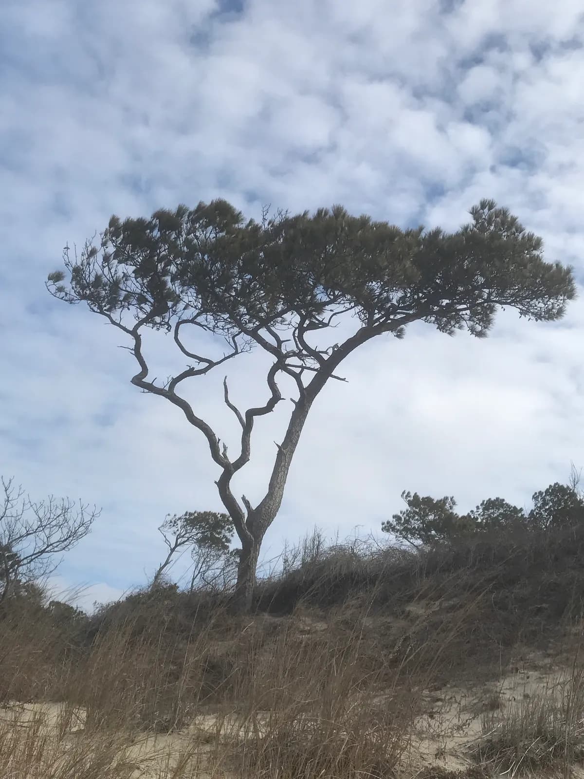 Loblolly Pine (Pinus taeda)