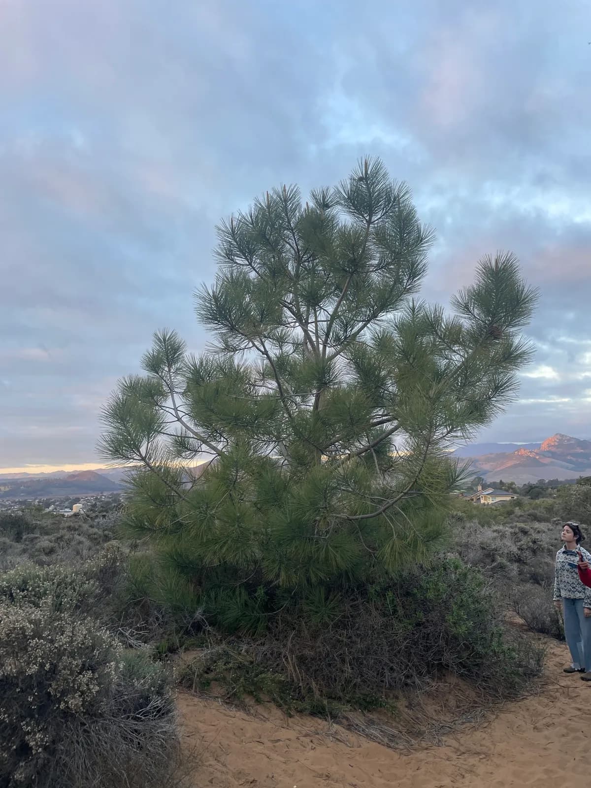 Torrey pine (Pinus torreyana)