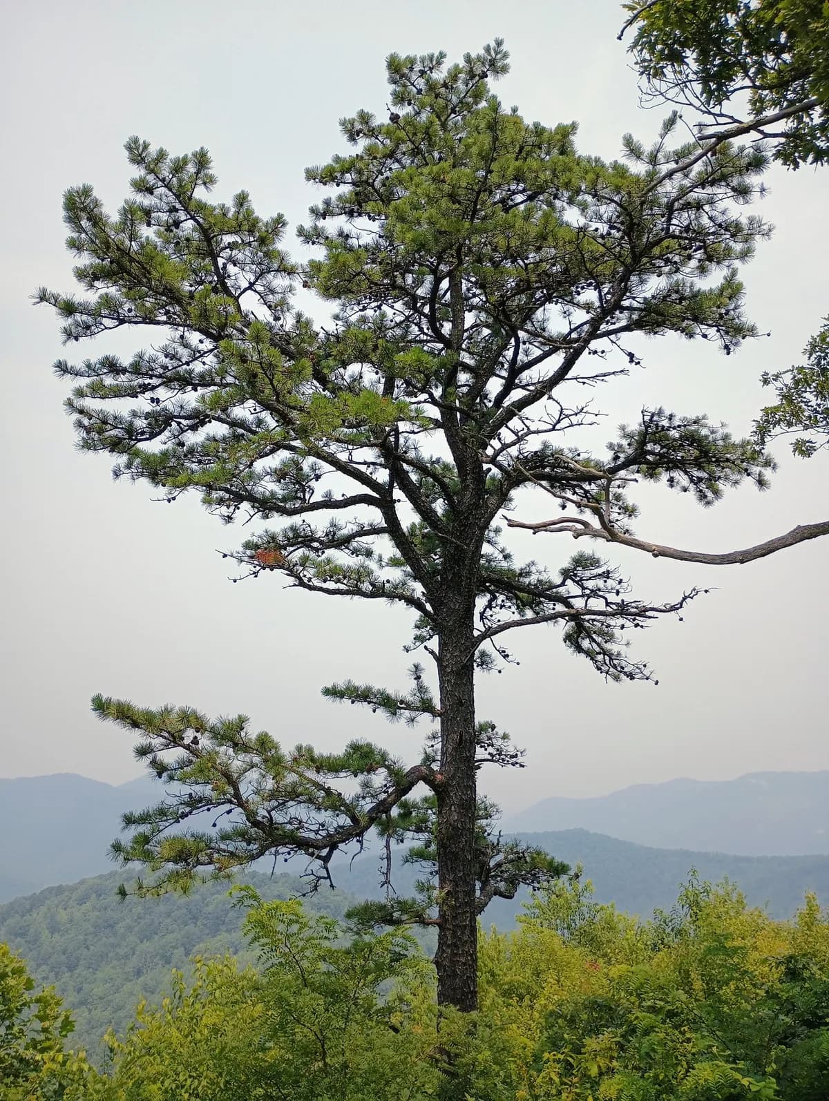 Scrub Pine (Pinus virginiana)