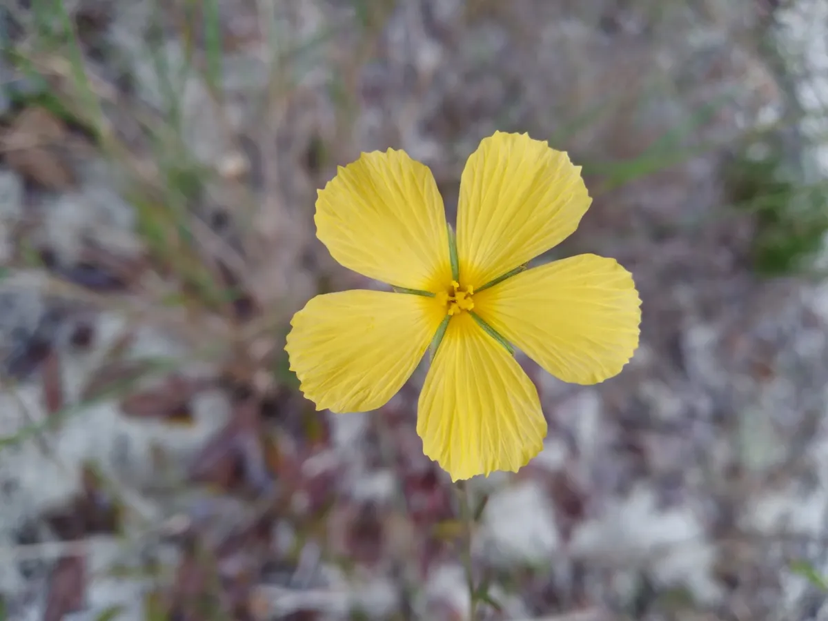 Pitted stripeseed (Piriqueta cistoides)