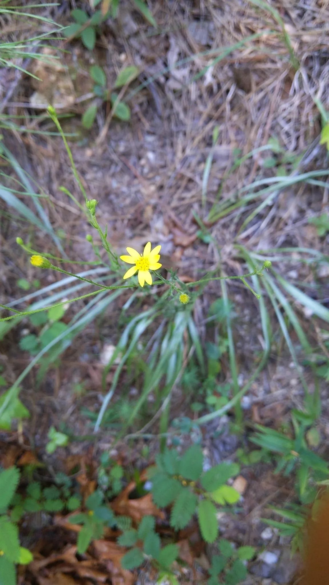 Pineland Silkgrass (Pityopsis aspera)