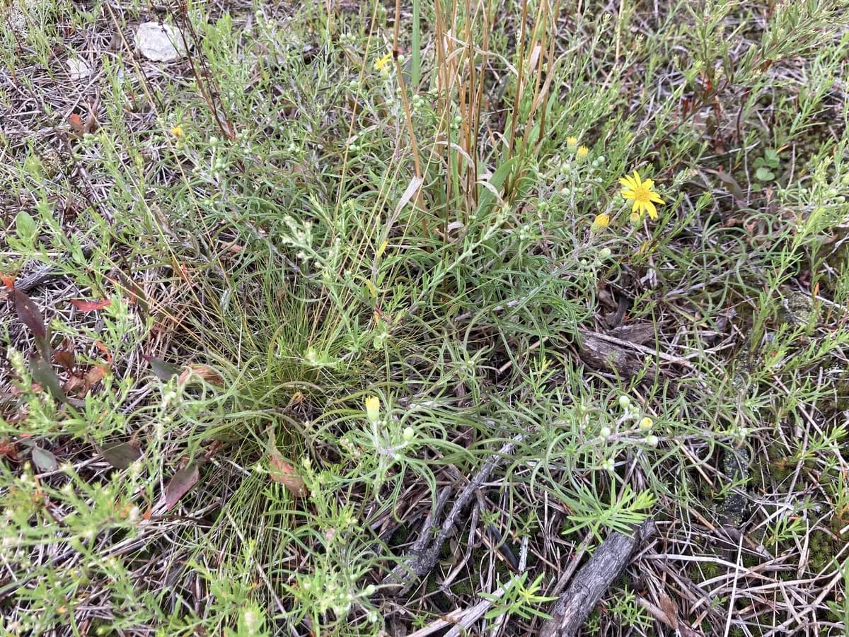 Sickle-leaved golden aster (Pityopsis falcata)