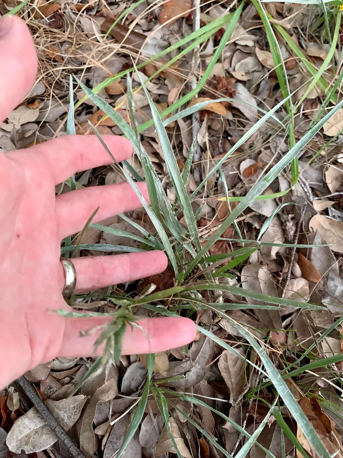 Narrowleaf Silkgrass (Pityopsis graminifolia)