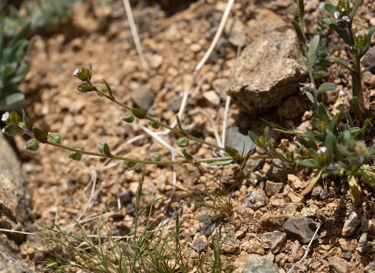 Arizona Popcorn-flower (Plagiobothrys arizonicus)