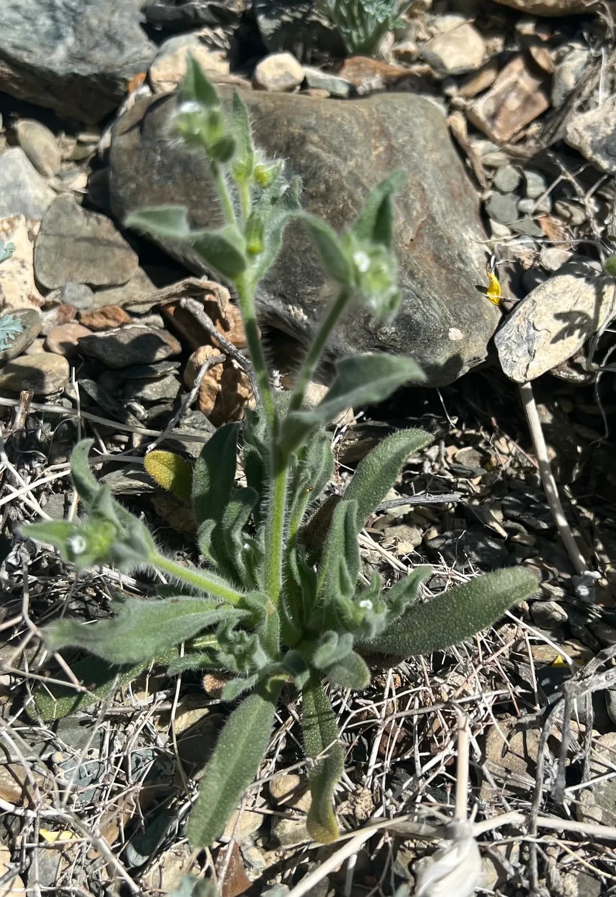 Mojave Popcornflower (Plagiobothrys jonesii)