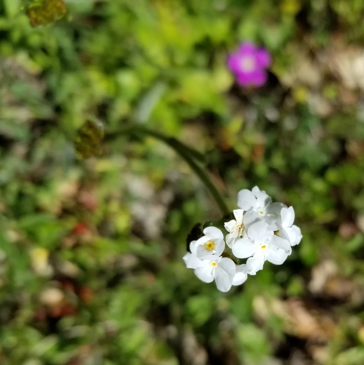 Popcorn-flower (Plagiobothrys nothofulvus)