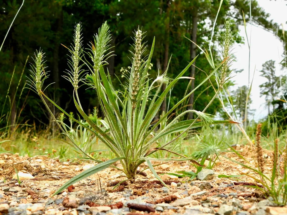Bracted plantain (Plantago aristata)