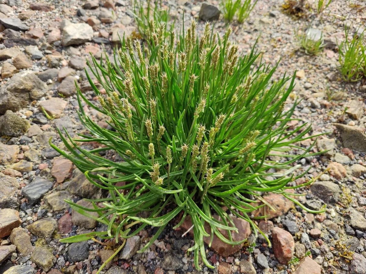 Sea Kemp (Plantago maritima)