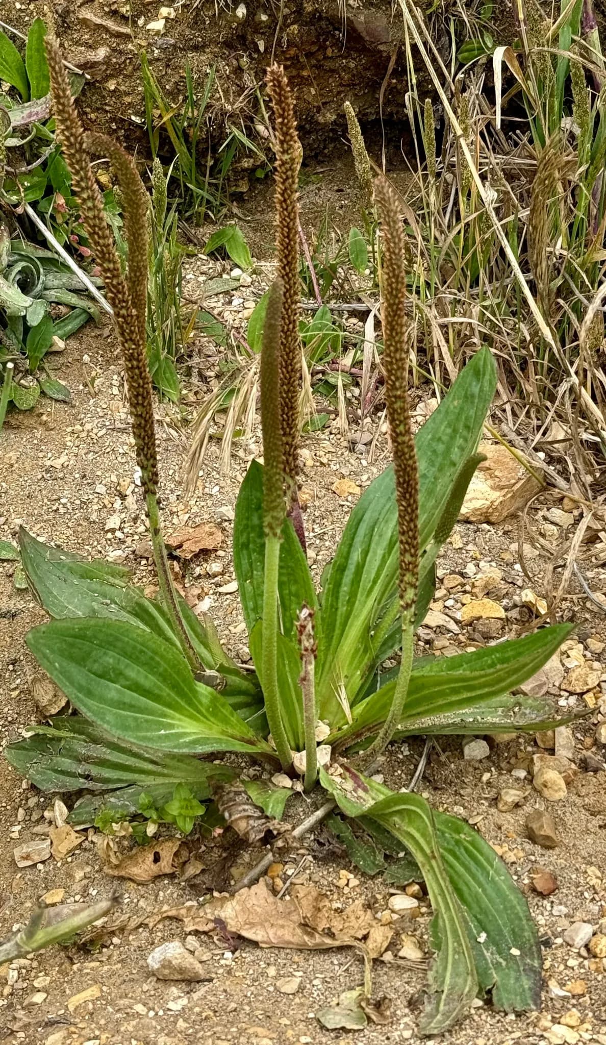 Tall coastal plantain (Plantago subnuda)