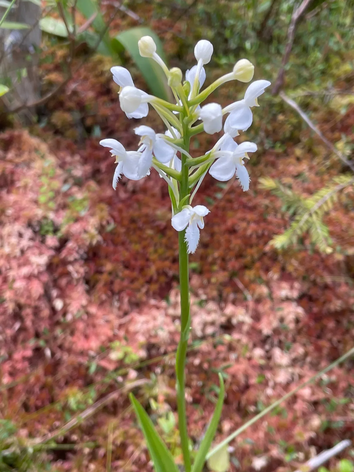 White Fringed Orchid (Platanthera blephariglottis)