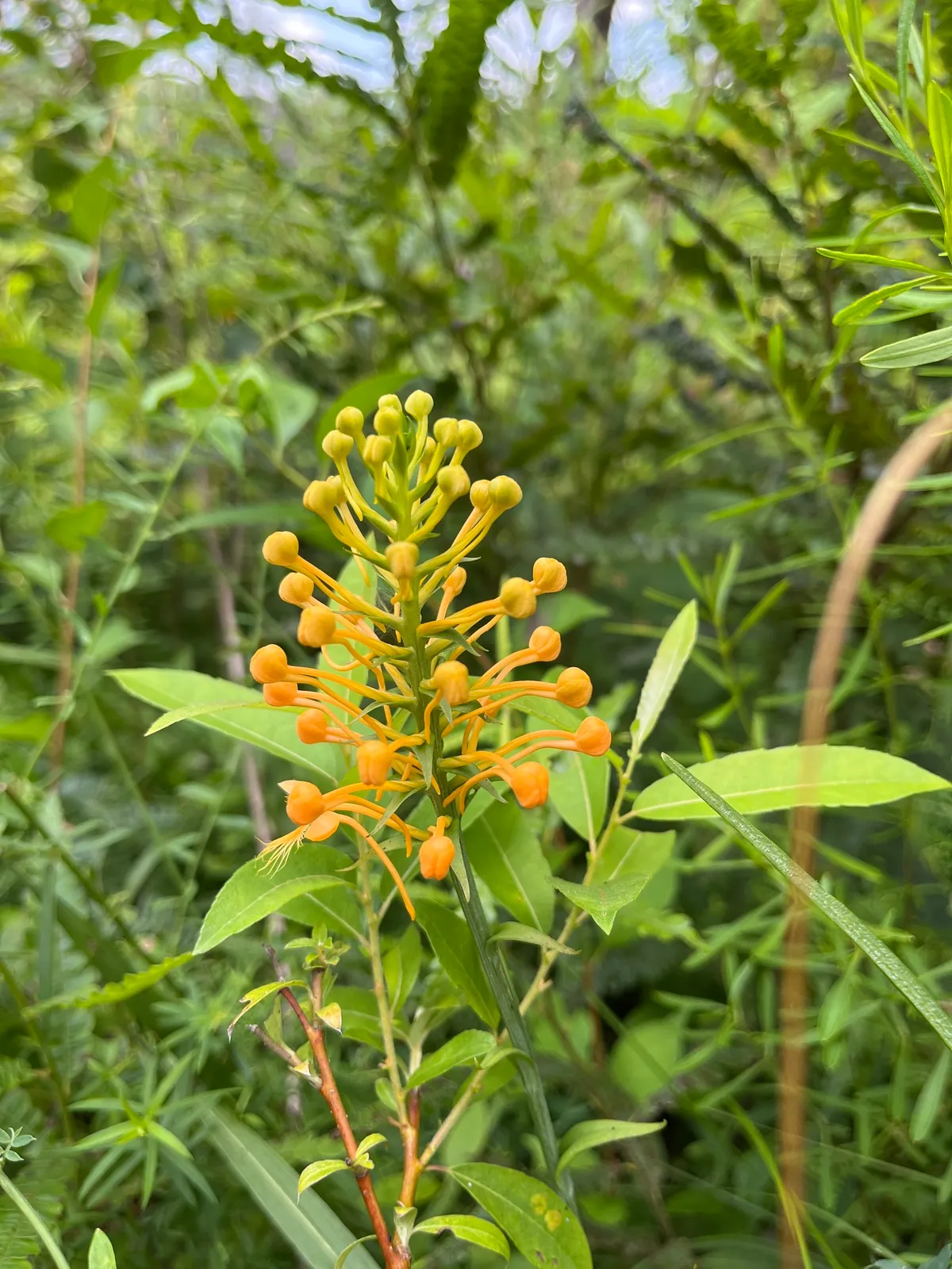 Yellow Fringed Orchid (Platanthera ciliaris)