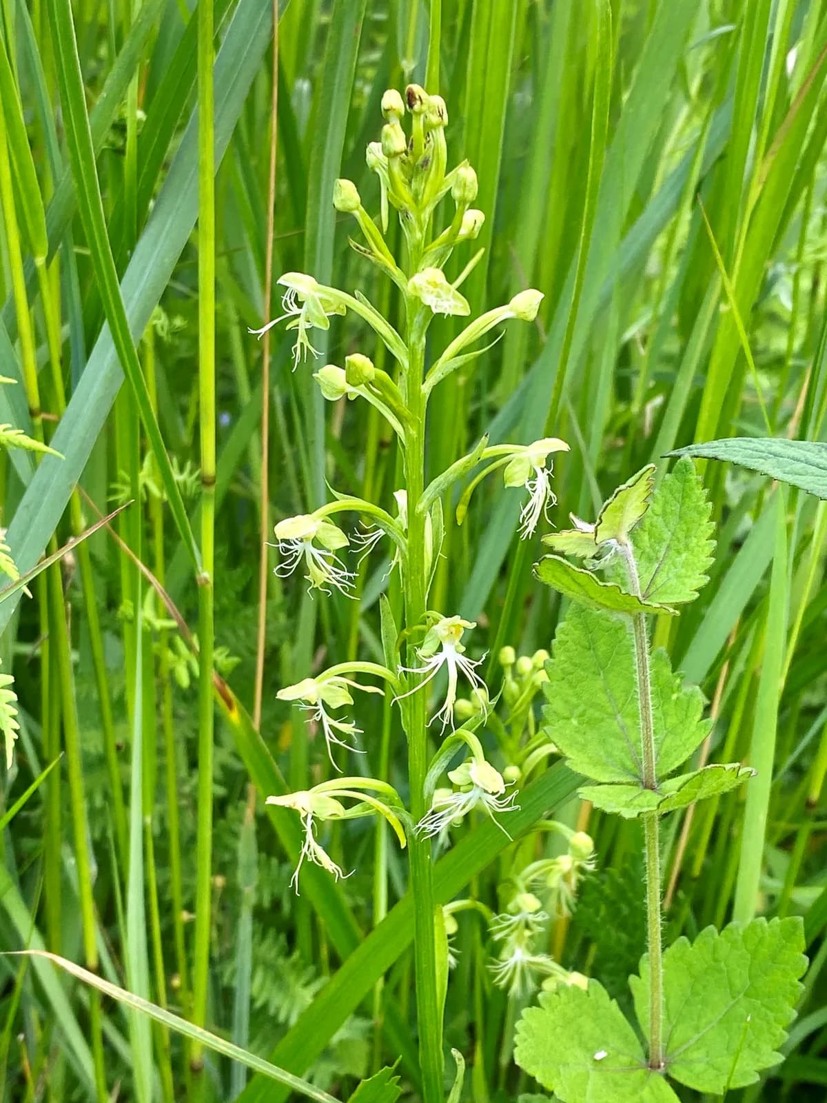 Green Fringed Orchid (Platanthera lacera)