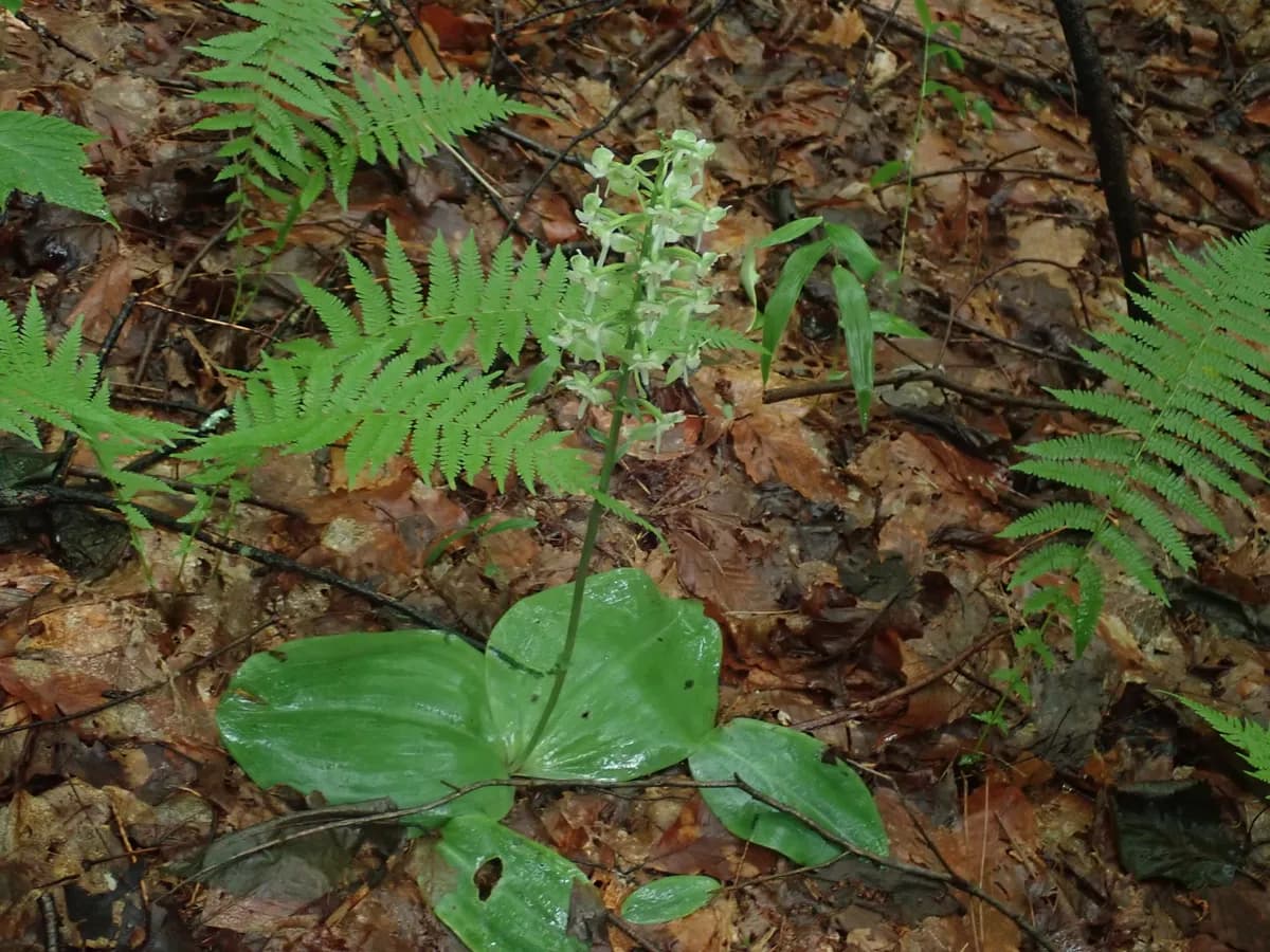 Lesser Roundleaved Orchid (Platanthera orbiculata)