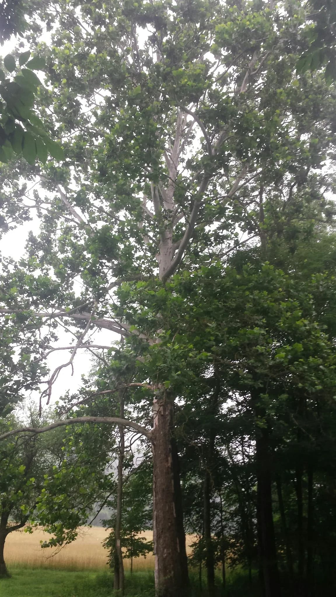 Buttonball (Platanus occidentalis)