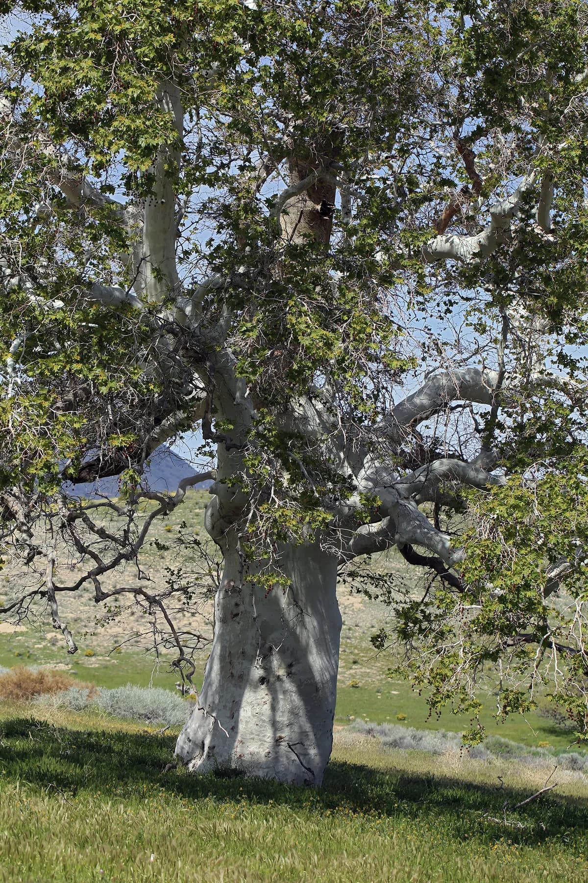 California Sycamore (Platanus racemosa)