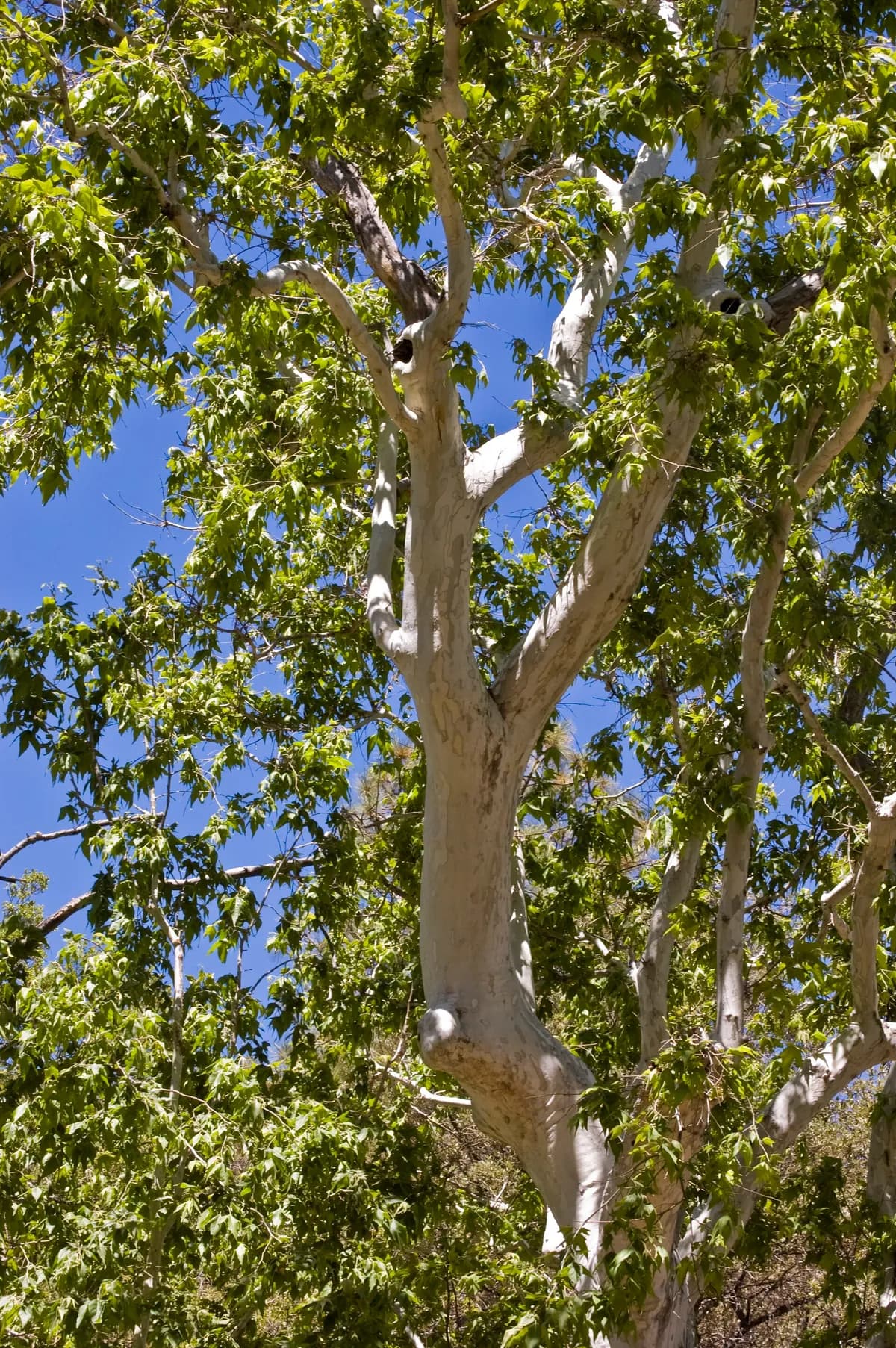 Arizona Sycamore (Platanus wrightii)