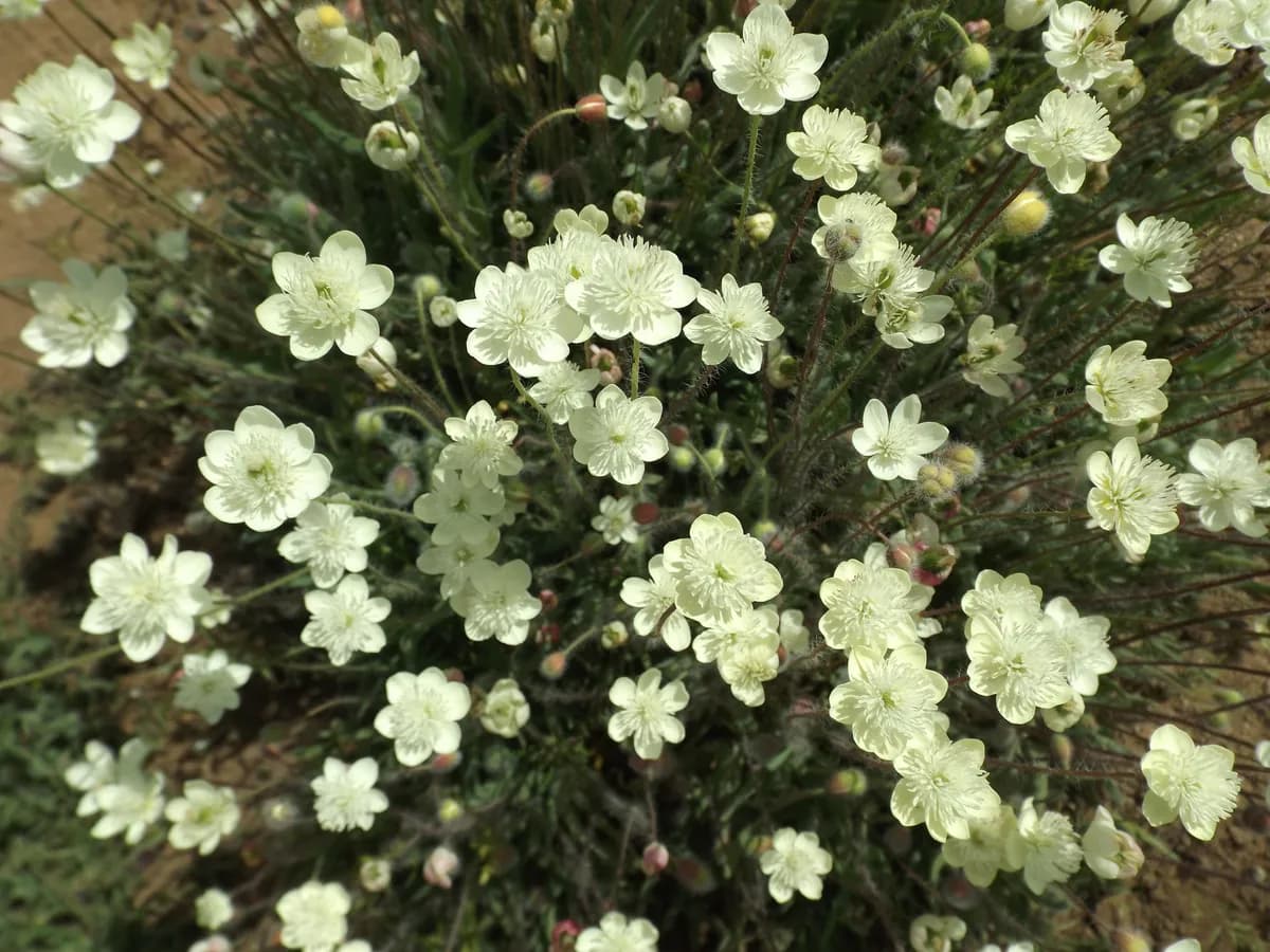 Cream-cups (Platystemon californicus)