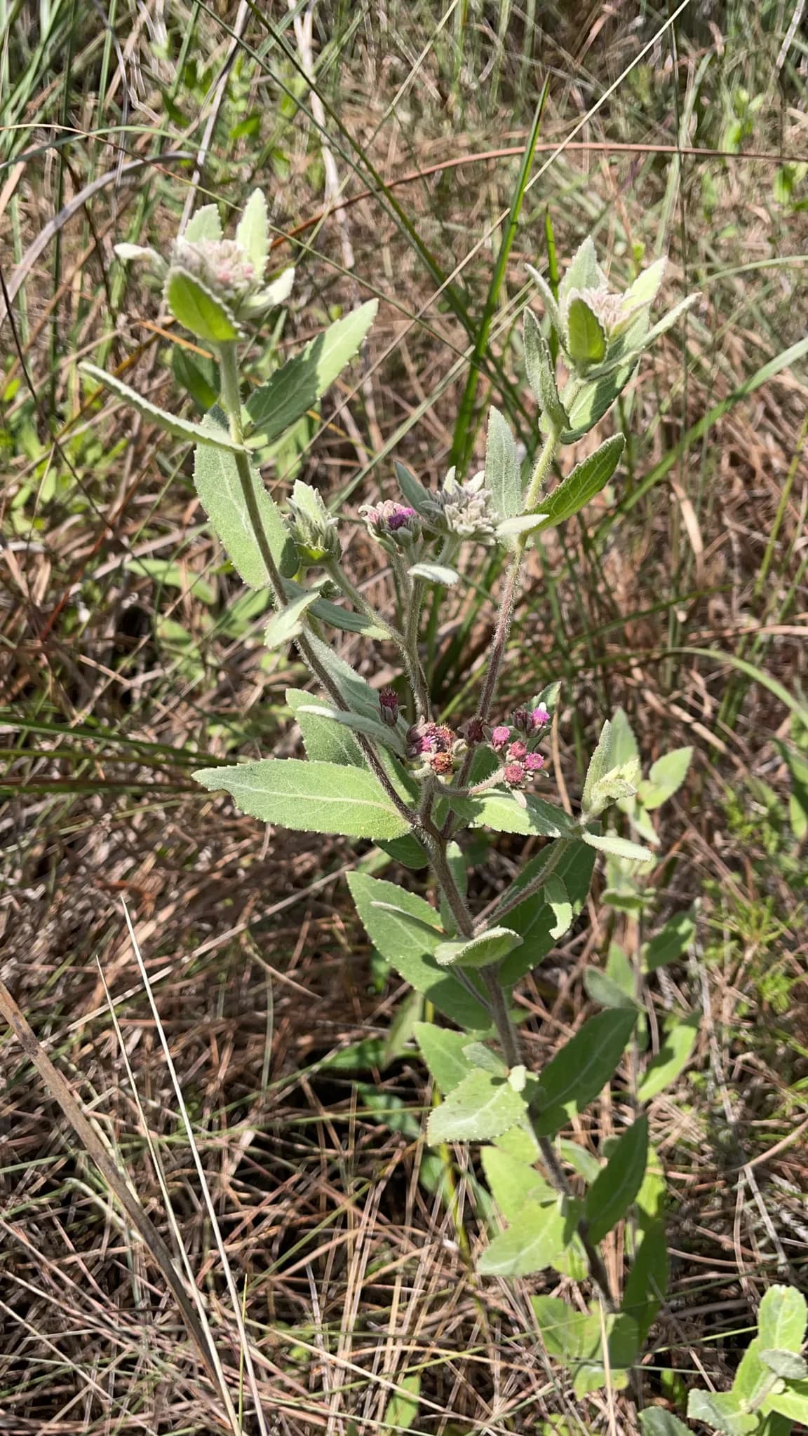 Rosy Camphorweed (Pluchea baccharis)