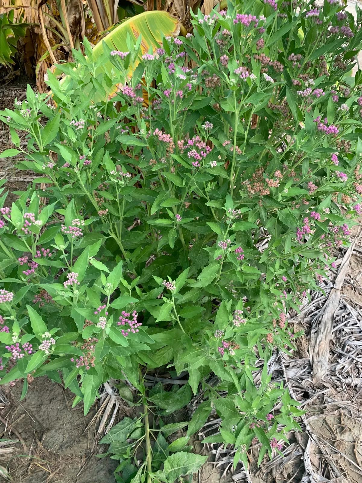 Saltmarsh Fleabane (Pluchea odorata)