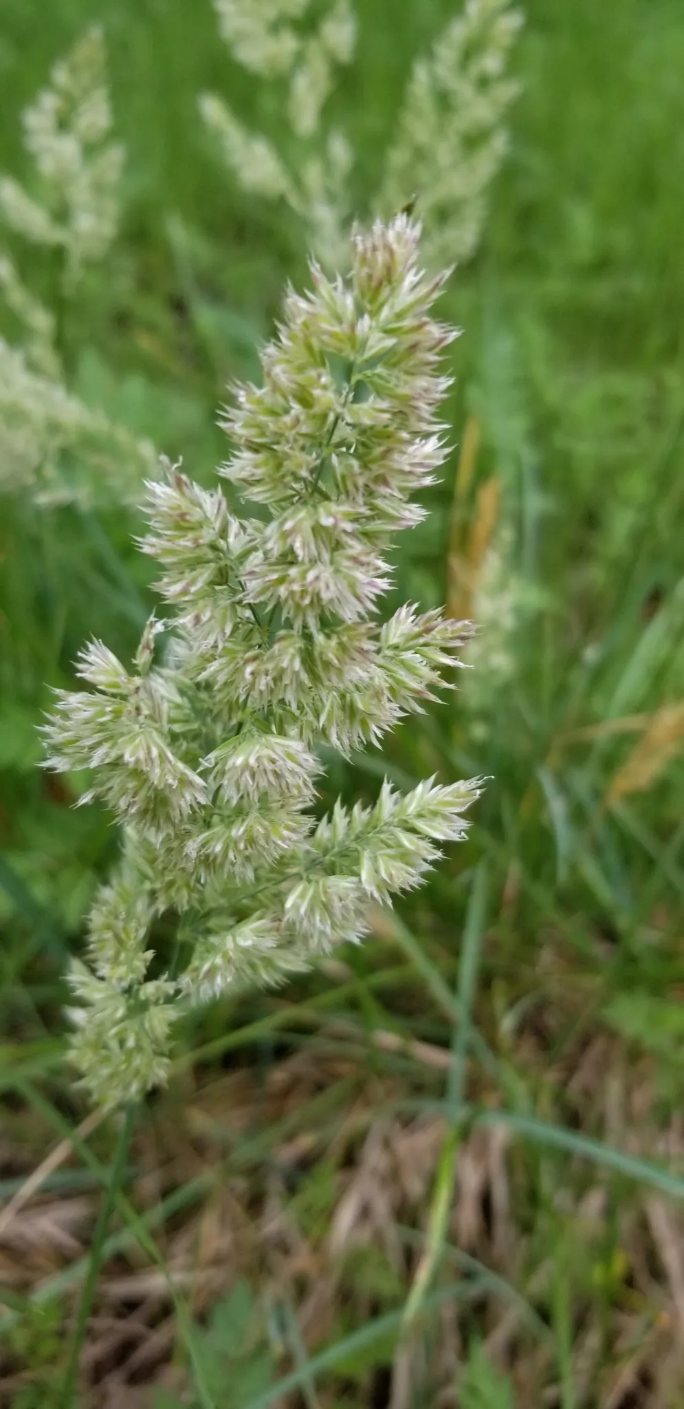 Texas bluegrass (Poa arachnifera)