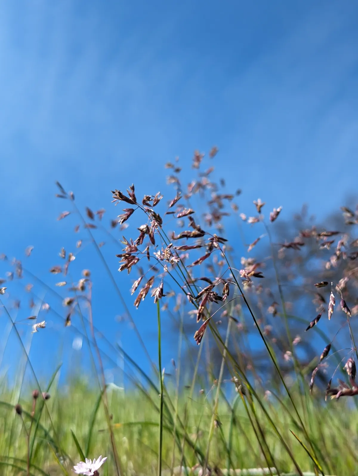 Leiberg's Bluegrass (Poa leibergii)