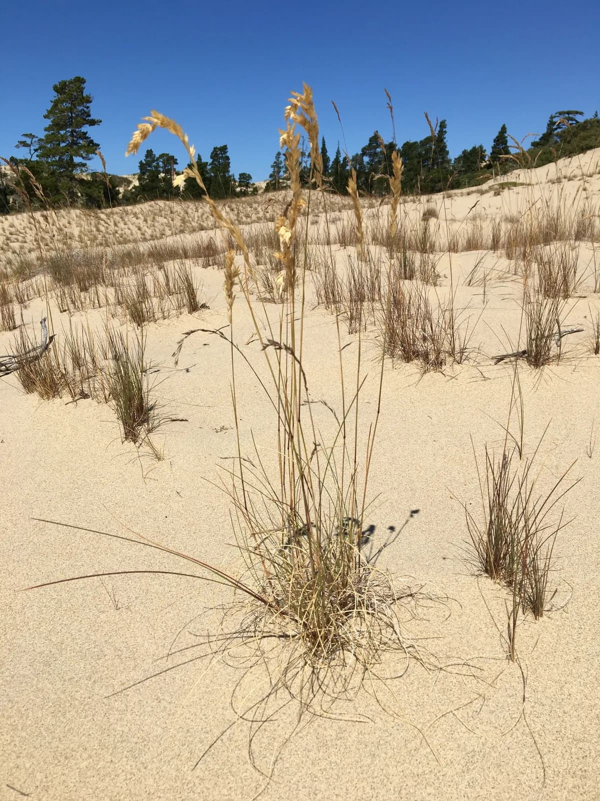 Seashore bluegrass (Poa macrantha)