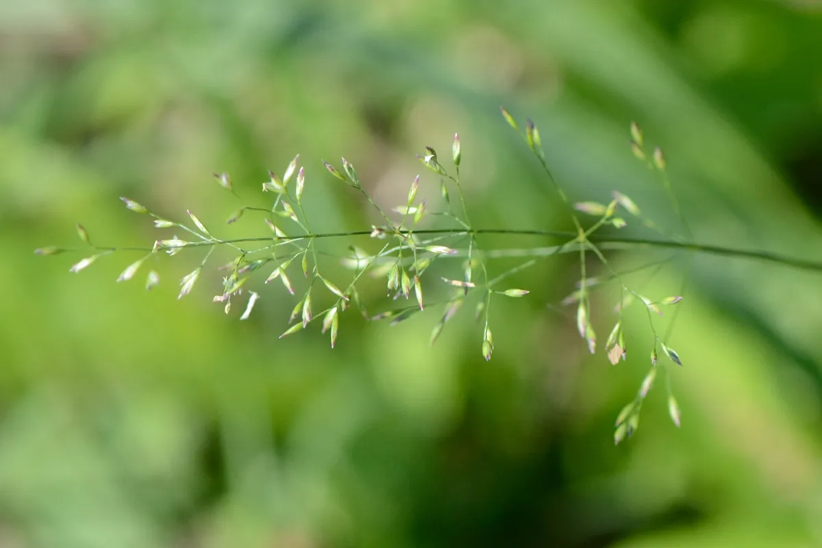 Fowl bluegrass (Poa palustris)