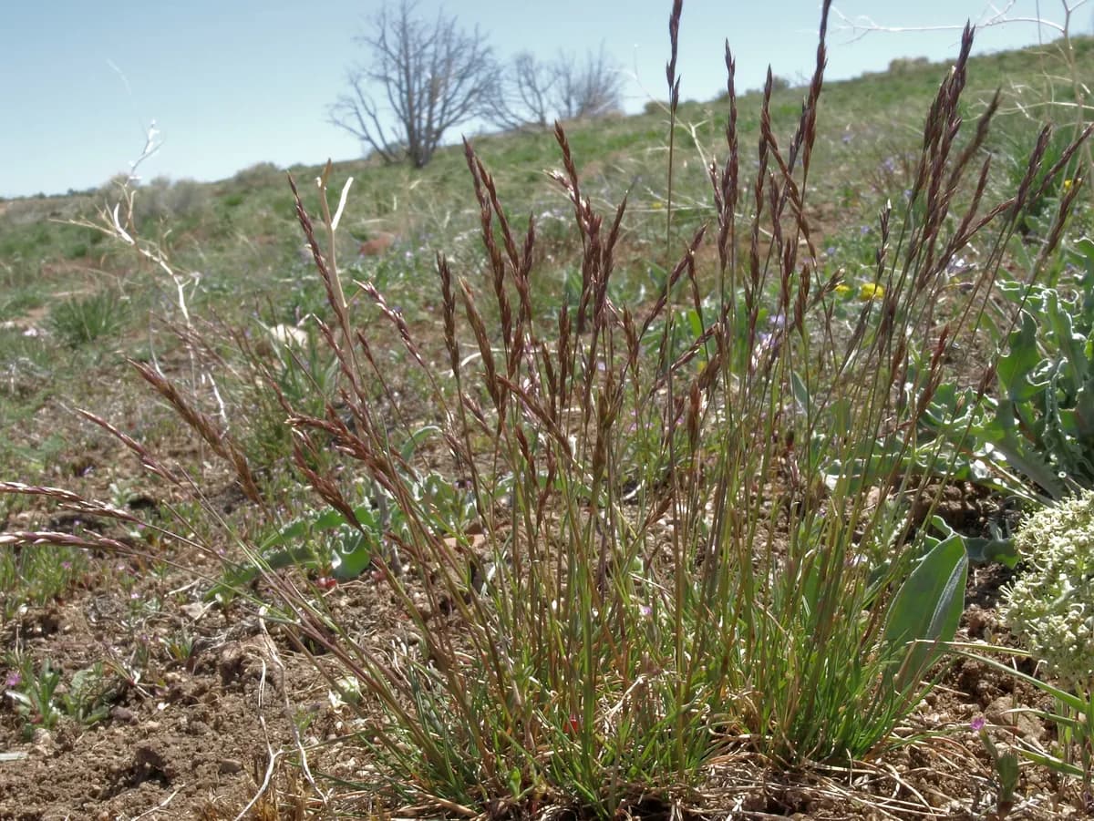 Canby'S Bluegrass (Poa secunda)
