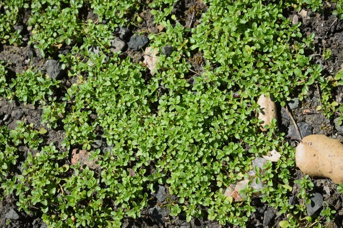 Thyme-leaved pogogyne (Pogogyne serpylloides)