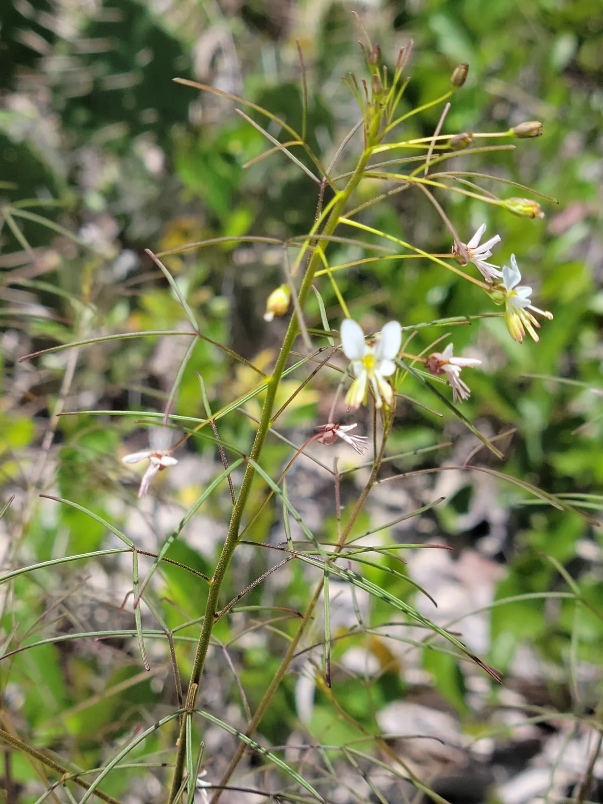 Slenderleaf Clammyweed (Polanisia tenuifolia)