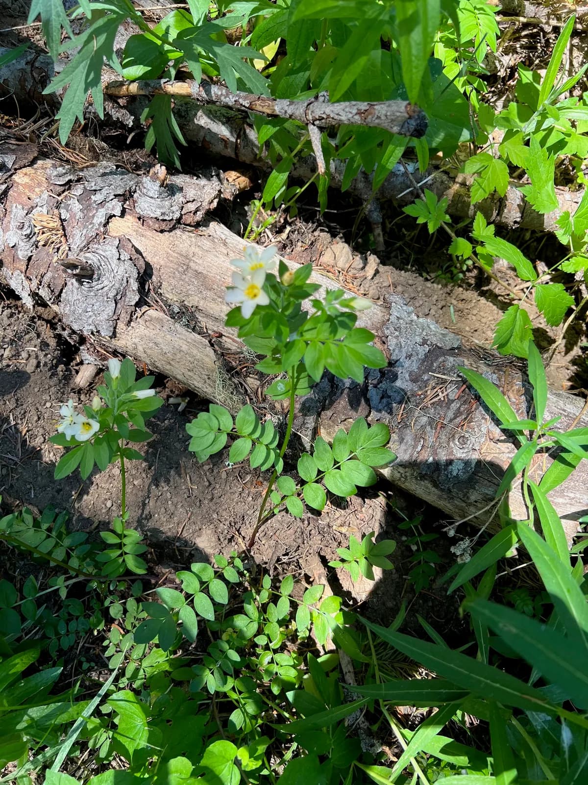 Royal jacob's-ladder (Polemonium carneum)