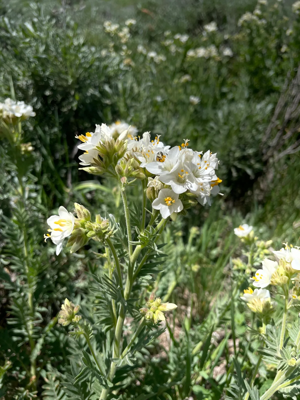 Leafy Jacob's-ladder (Polemonium foliosissimum)