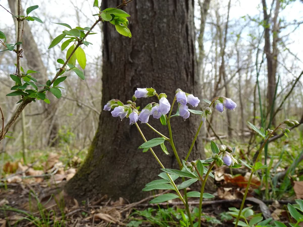Creeping Polemonium (Polemonium reptans)