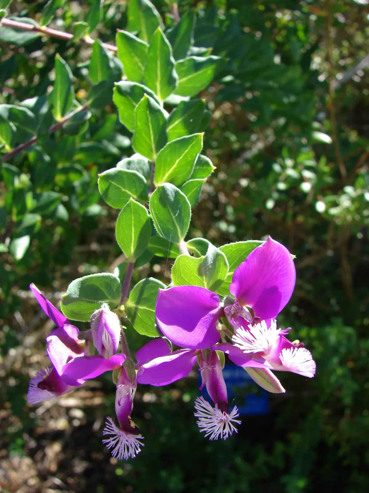 sweet pea shrub (Polygala × dalmaisiana)