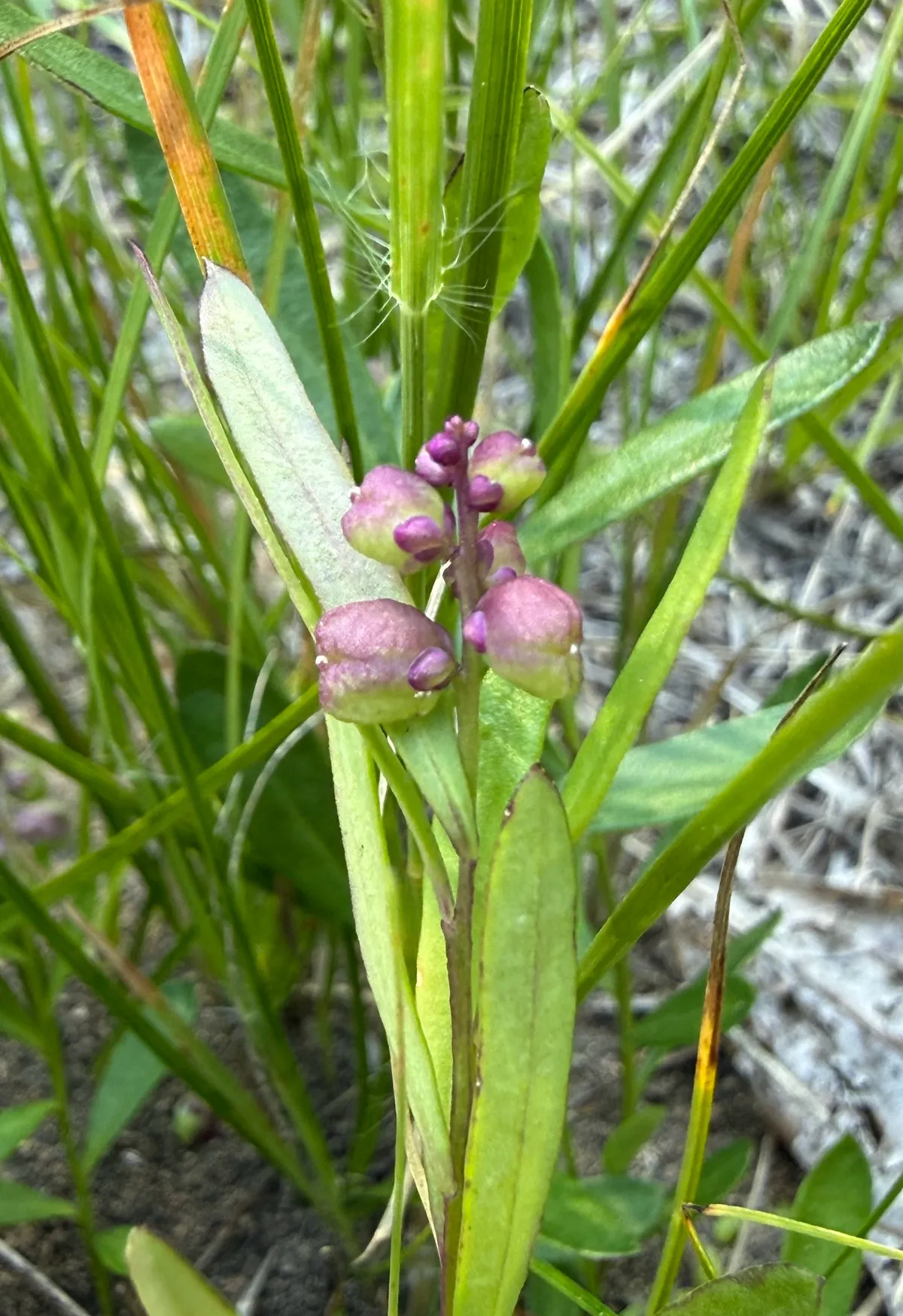 Bitter Milkwort (Polygala polygama)