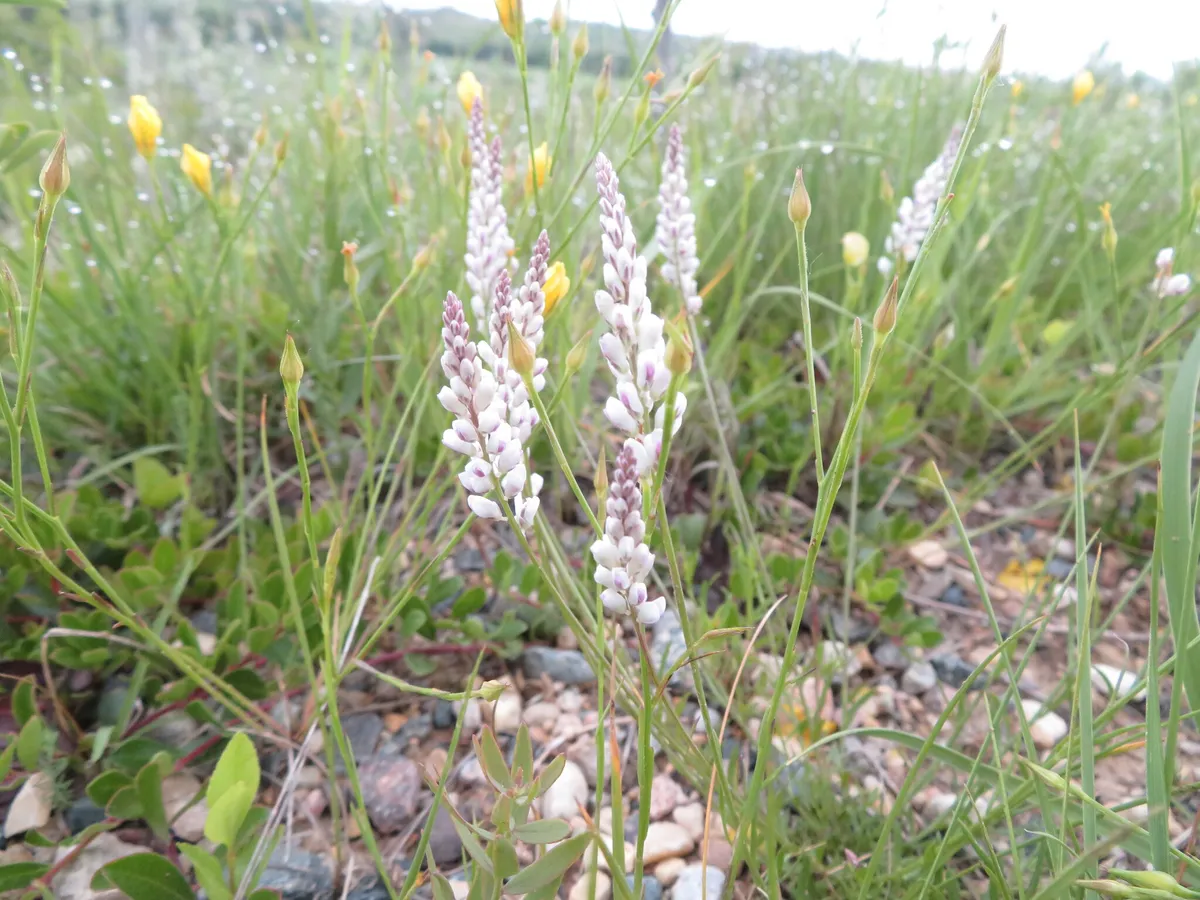 Seneca Snakeroot (Polygala senega)