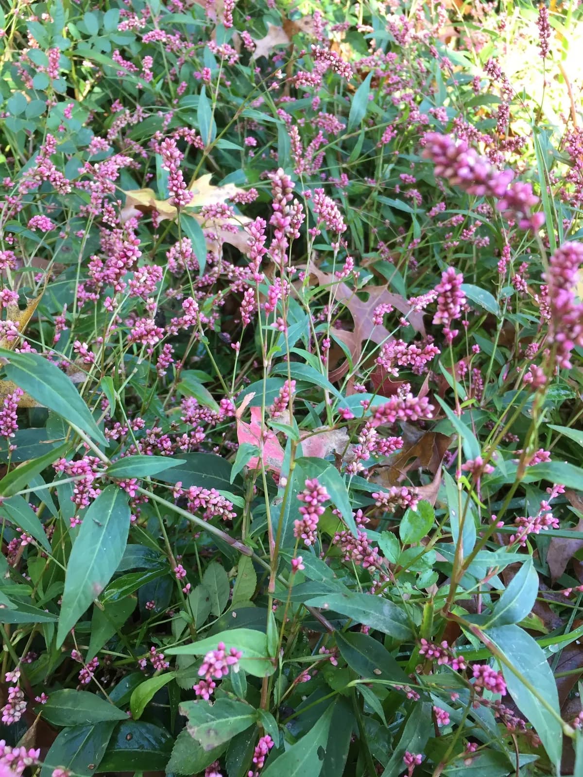 Bristly Lady's-thumb (Polygonum caespitosum)