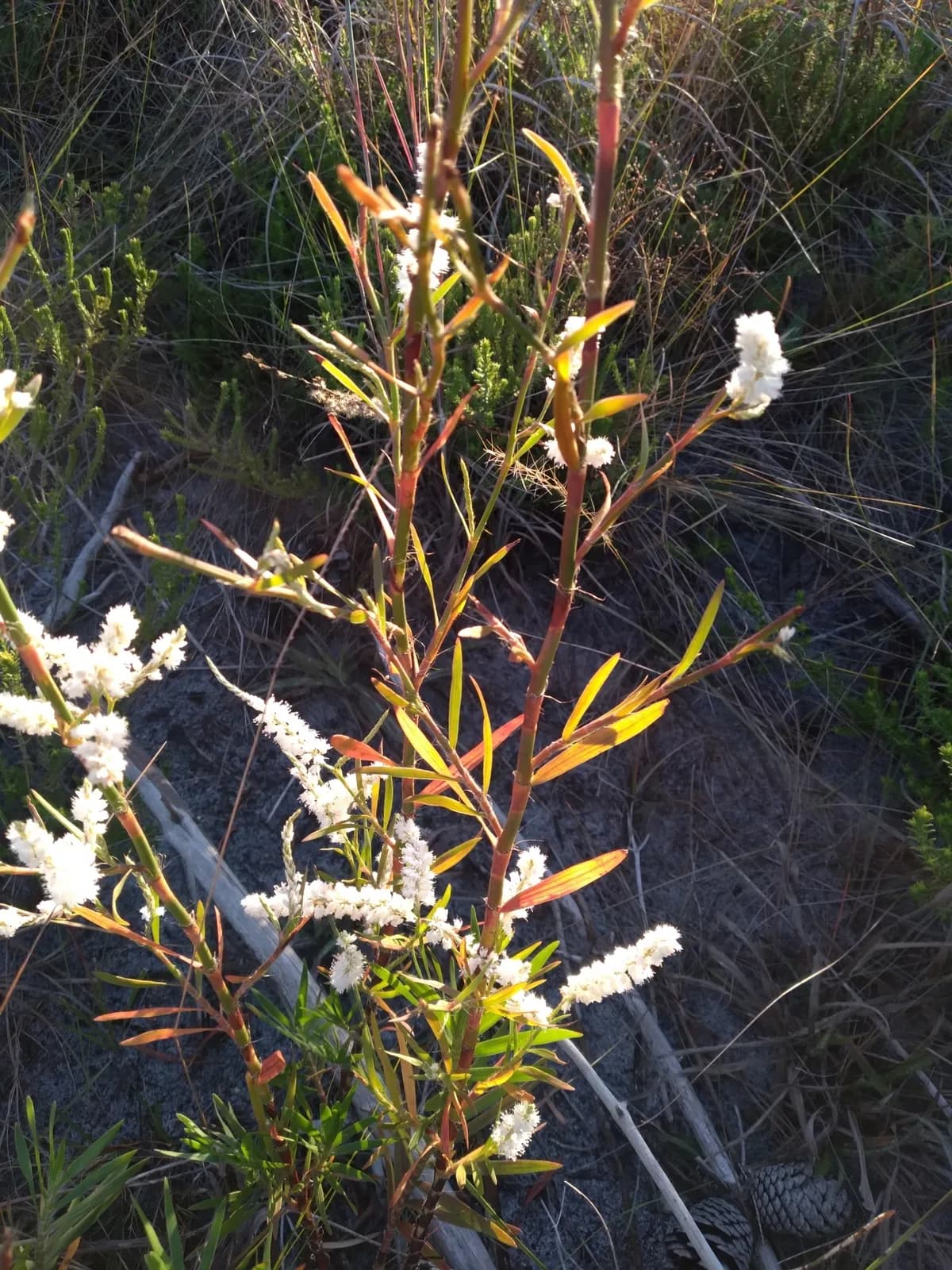 Sandhill wireweed (Polygonum nesomii)