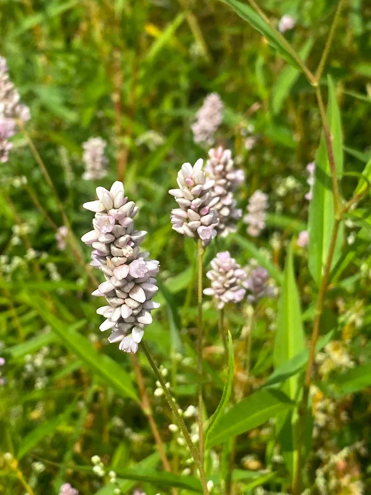 Pennsylvania smartweed (Polygonum pensylvanicum)