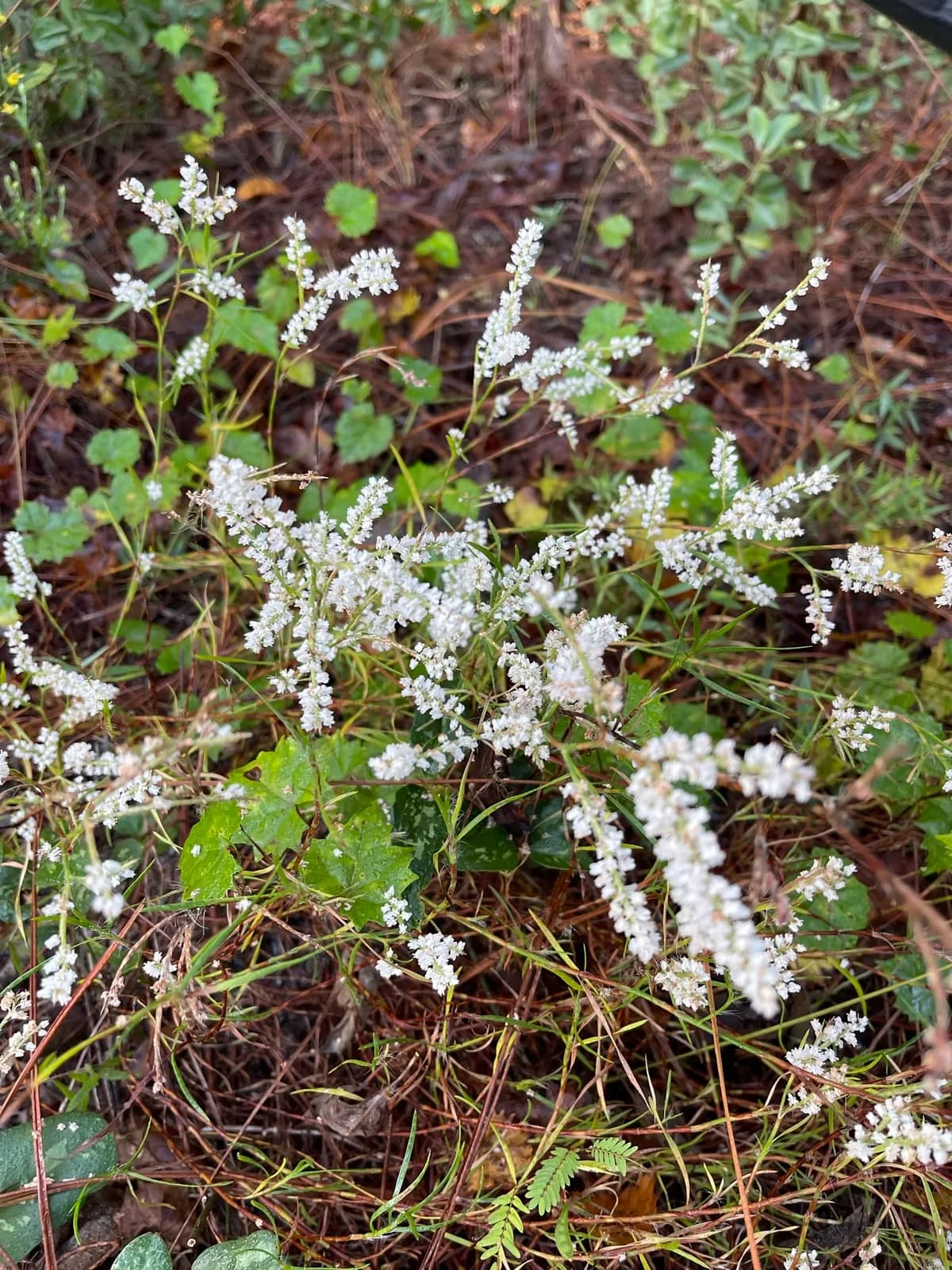 October flower (Polygonum polygamum)