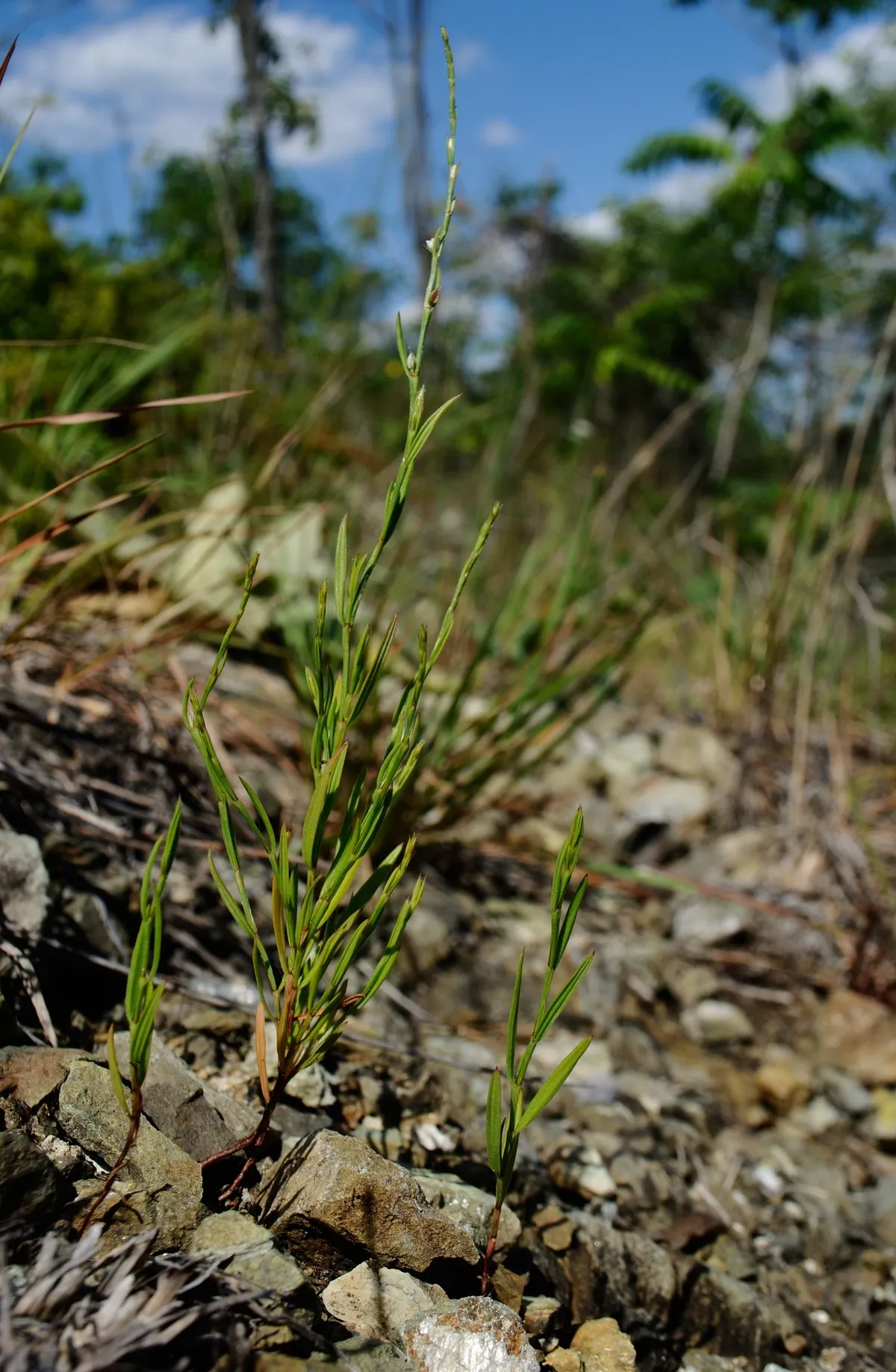 Pleatleaf Knotweed (Polygonum tenue)